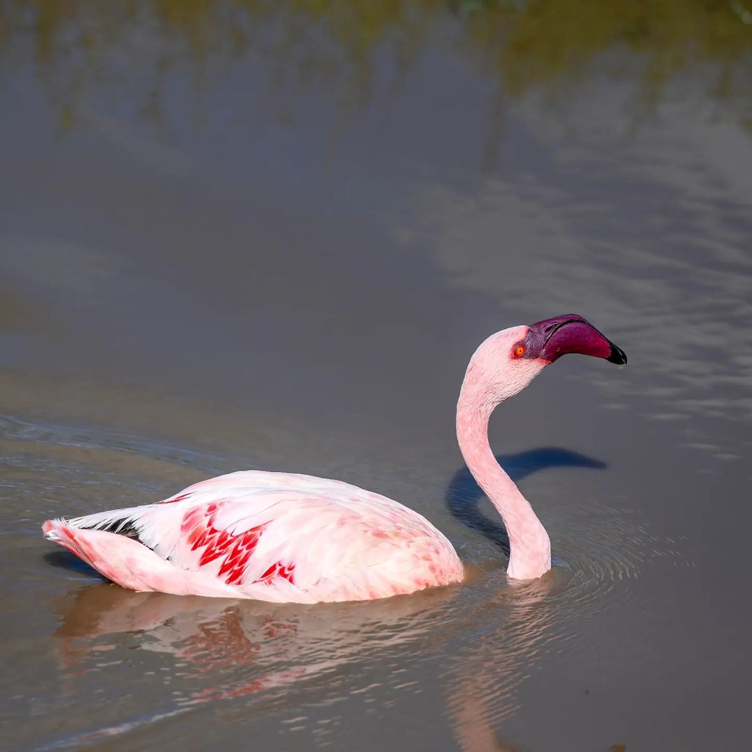 4 Days Tanzania Mid-Range Safari – Tarangire, Serengeti and Ngorongoro Crater