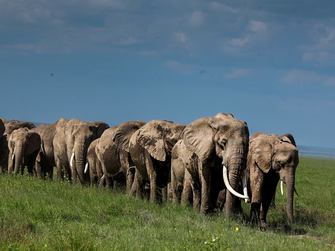 7 Days Tanzania Wildlife Safari